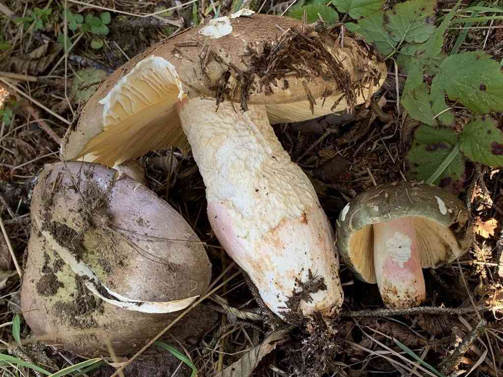 Olive brittlegill (Russula olivacea) thumbnail 2