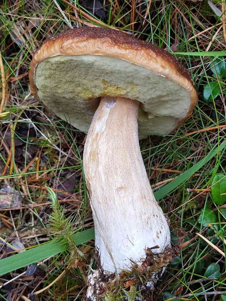 Pine bolete (Boletus pinophilus) thumbnail 3