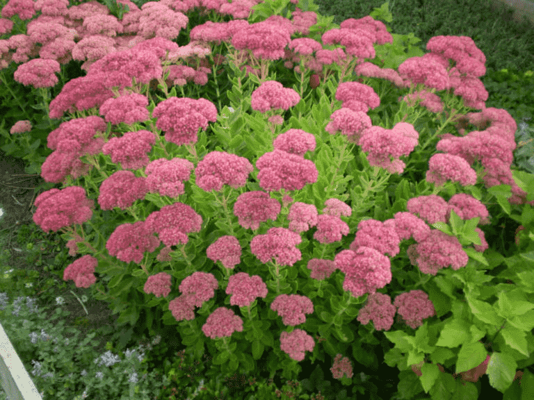 Showy stonecrop