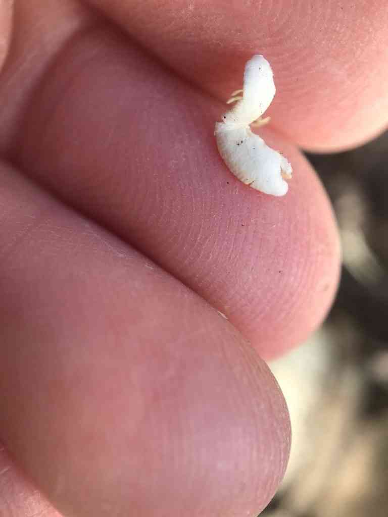 Peeling oysterling (Crepidotus mollis) thumbnail 2