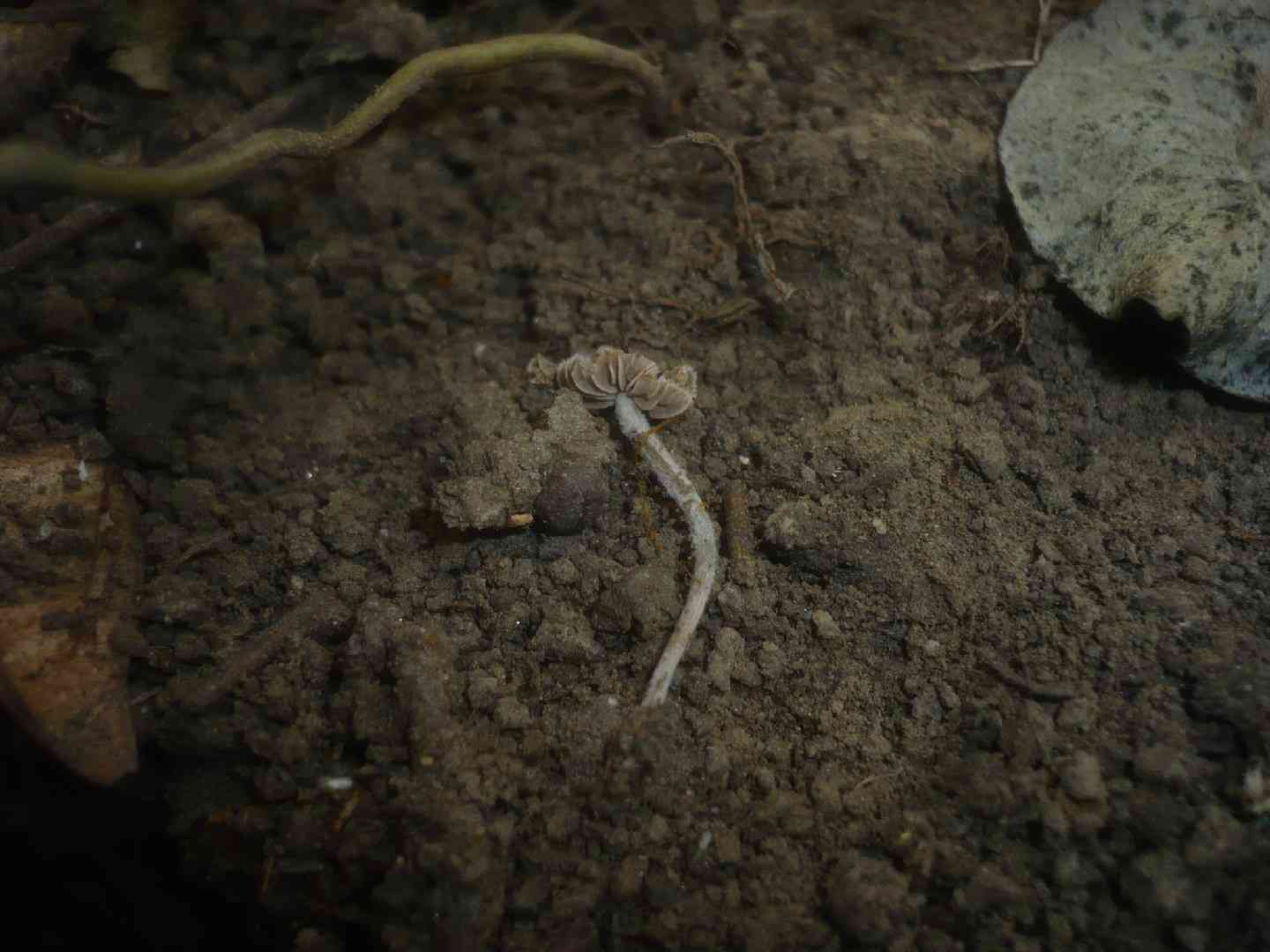 Entoloma dysthaloides (Entoloma dysthaloides) thumbnail 3