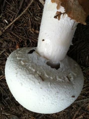 Horse mushroom thumbnail 2