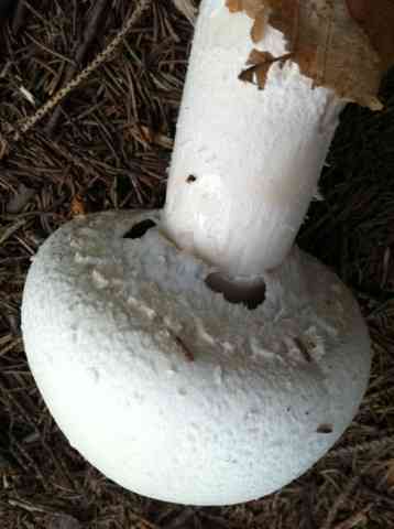 Horse mushroom (Agaricus arvensis) thumbnail 2