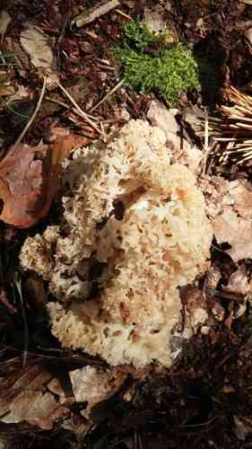 Cauliflower mushroom (Sparassis crispa) thumbnail 3