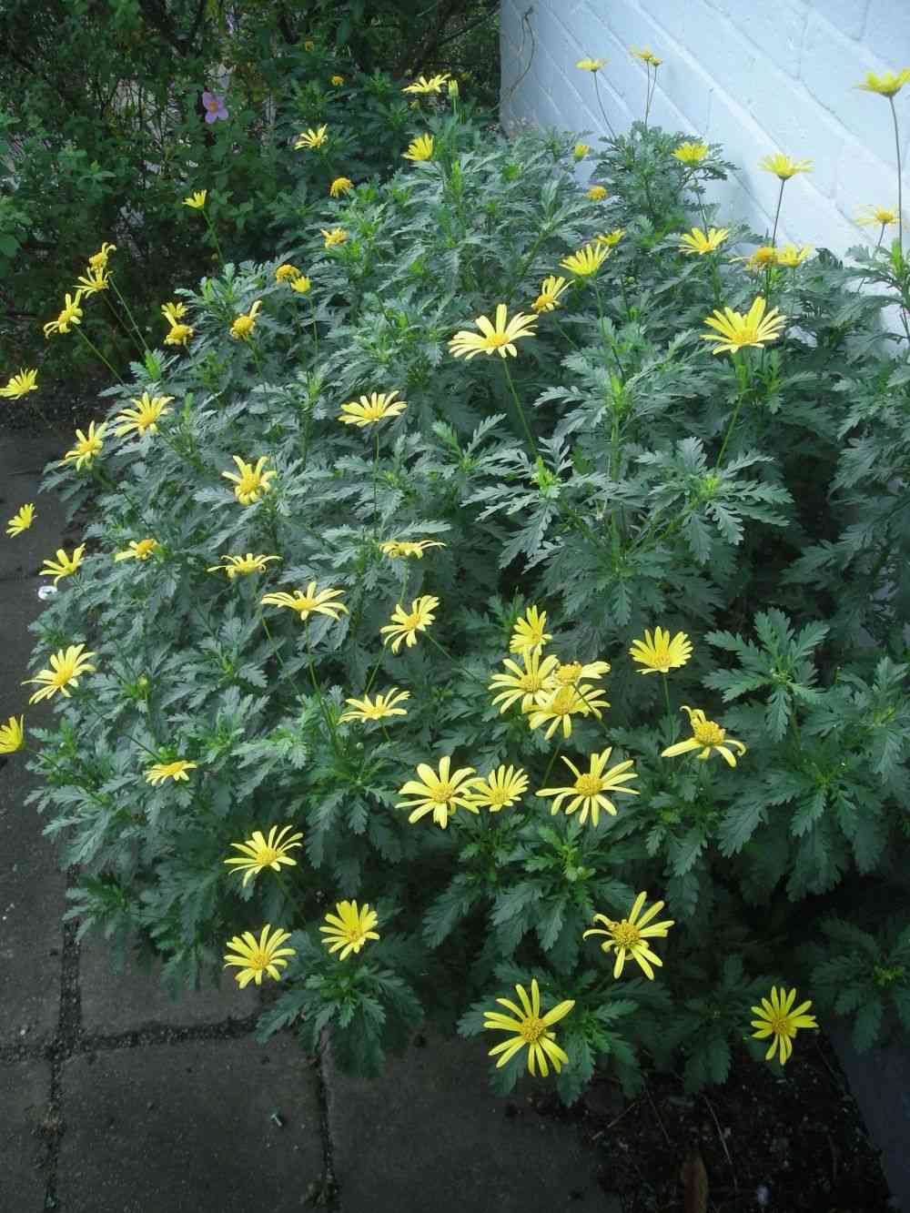 African bush daisy
