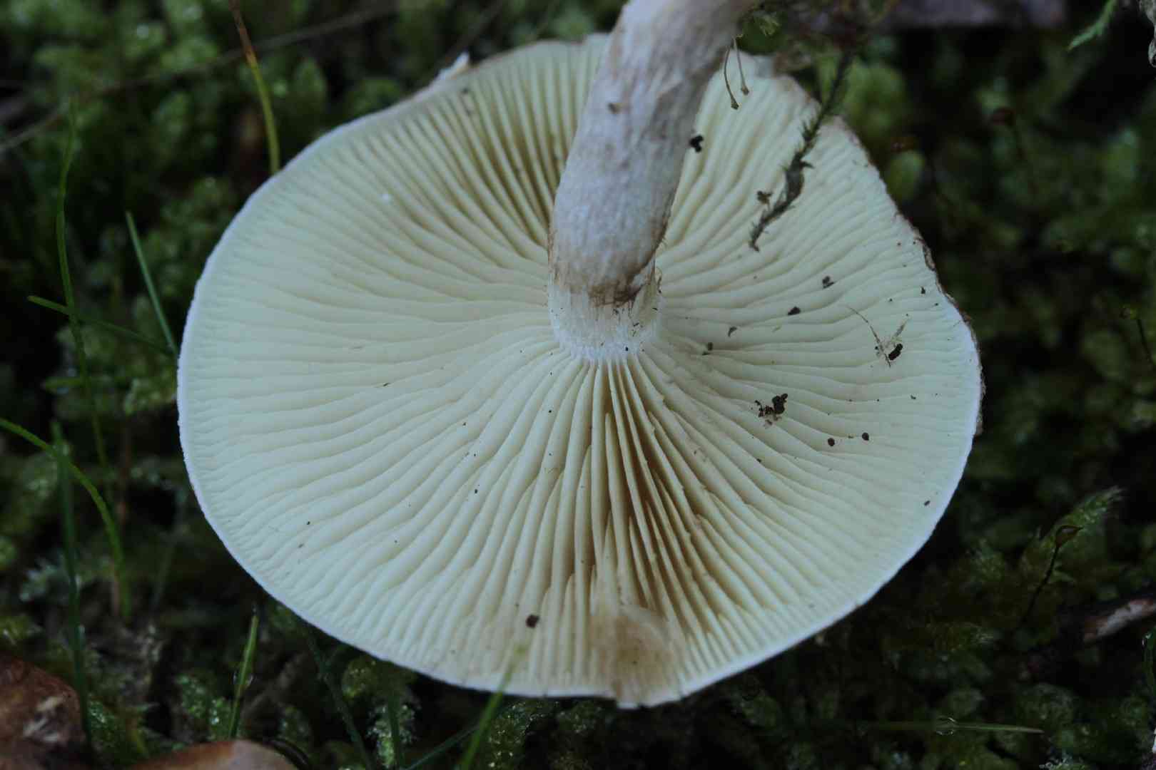 Sticky scalycap (Pholiota gummosa) thumbnail 3