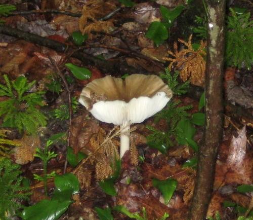 Platterful mushroom thumbnail 2