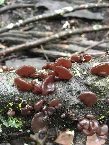 Amber jelly roll (Exidia recisa) thumbnail 3