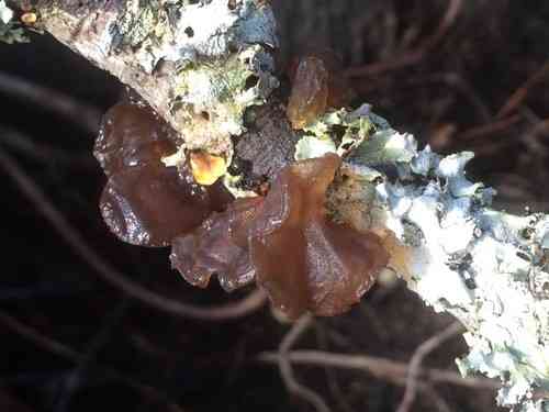 Amber jelly roll (Exidia recisa) thumbnail 2