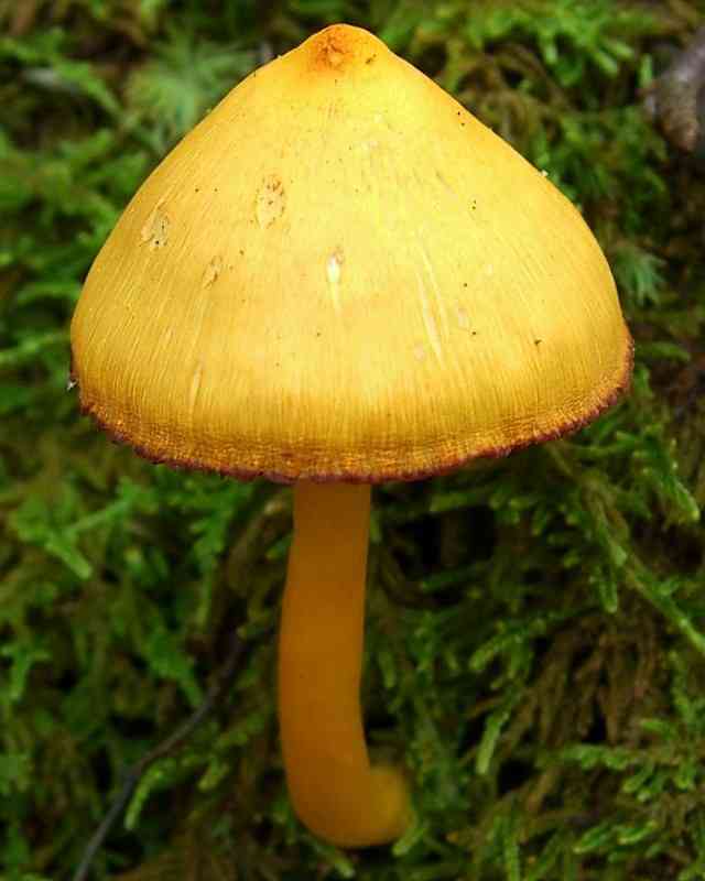 Orange-gilled waxcap (Humidicutis marginata) thumbnail 1