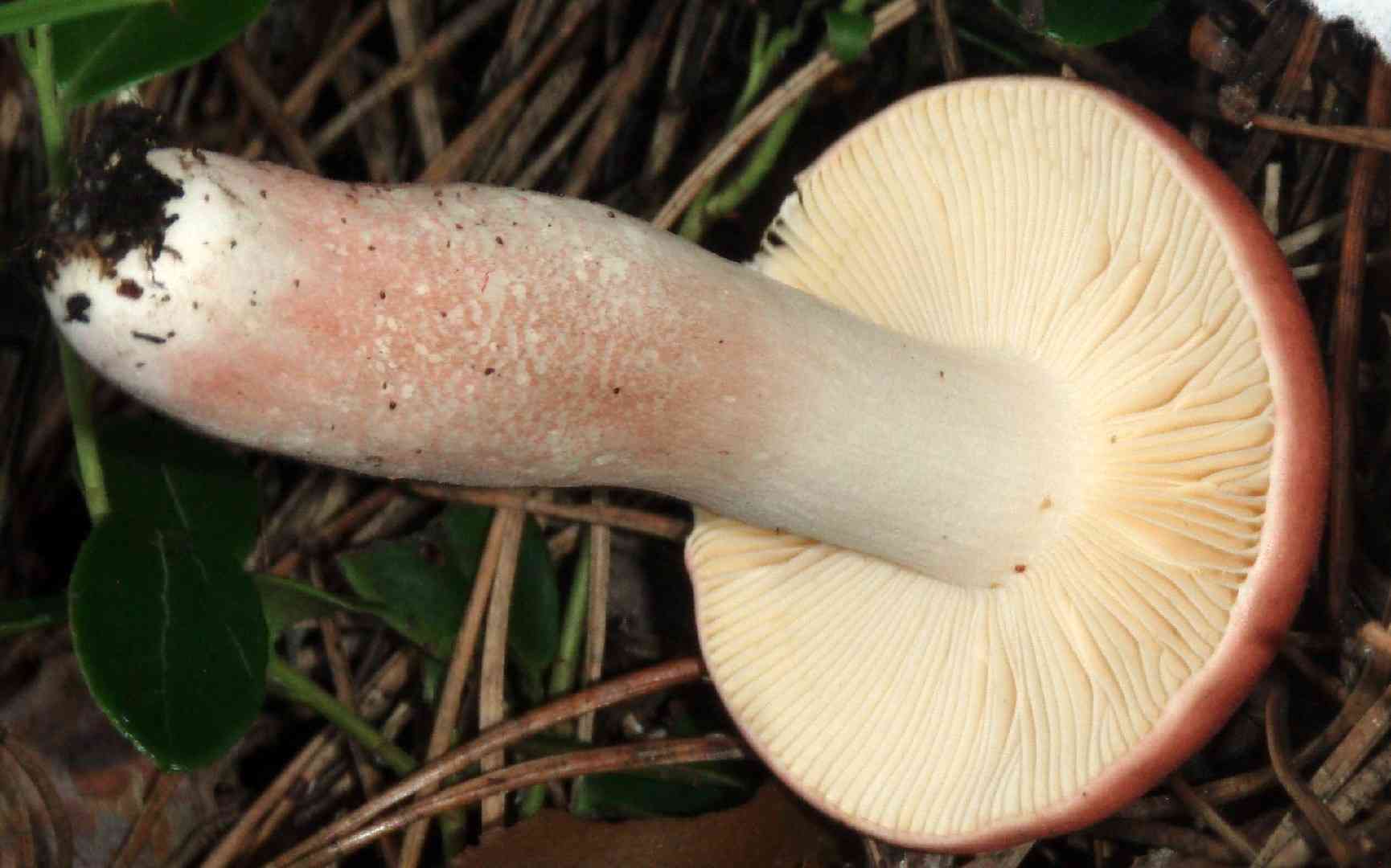 Russula roseipes (Russula roseipes) thumbnail 1