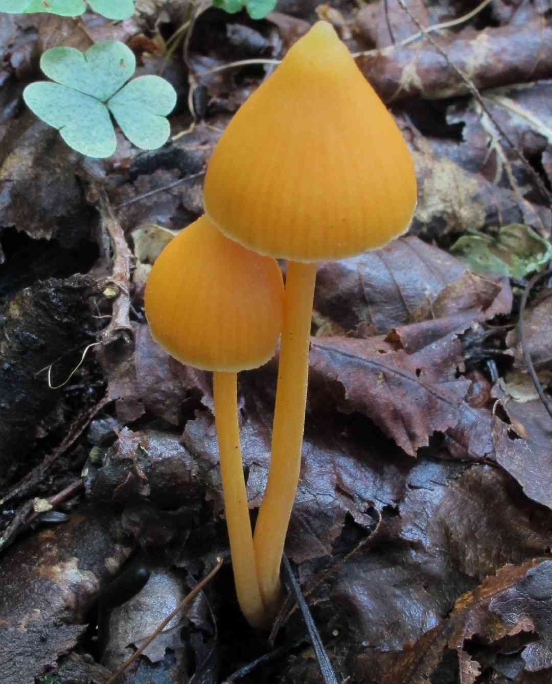Salmon pinkgill (Entoloma quadratum) thumbnail 2