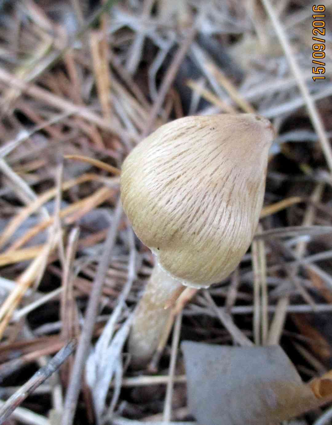 Split fibrecap (Inocybe rimosa) thumbnail 3
