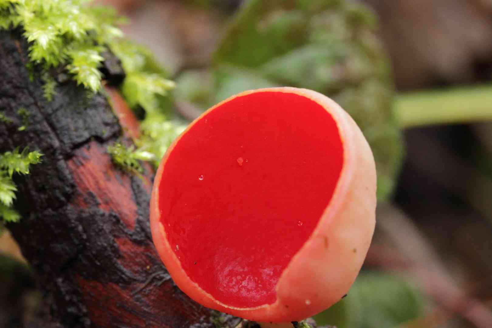 Scarlet cup (Sarcoscypha austriaca) thumbnail 3