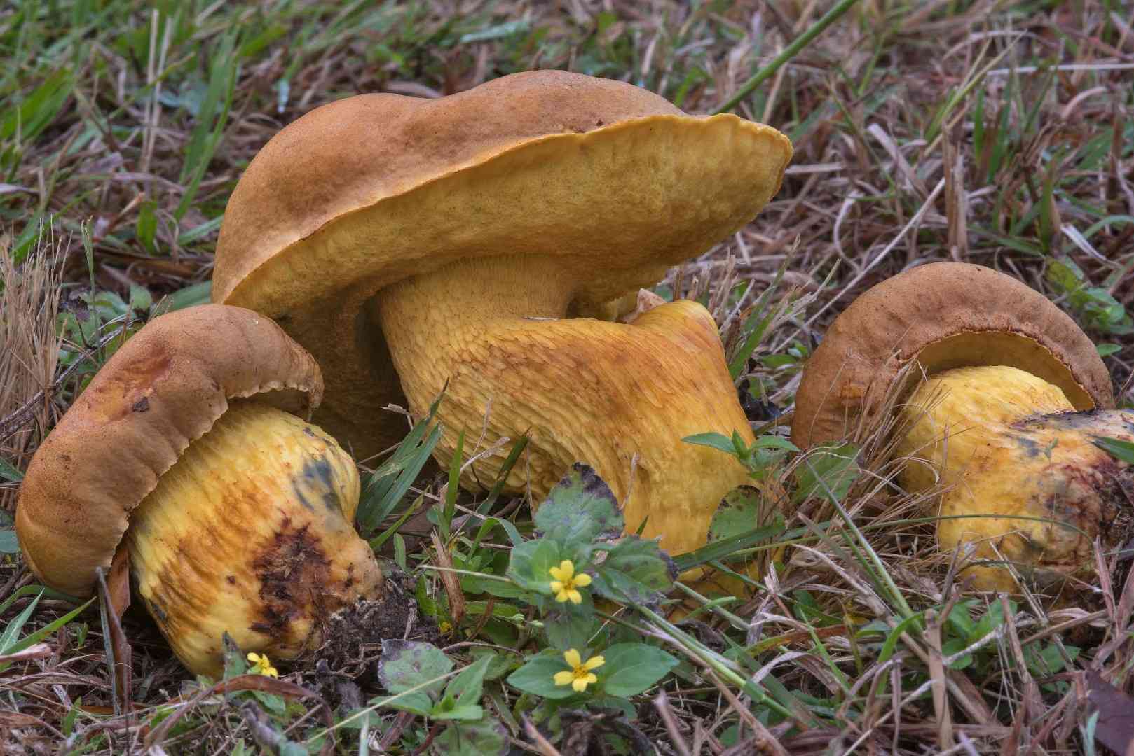Boletus luridellus (Boletus luridellus) thumbnail 2