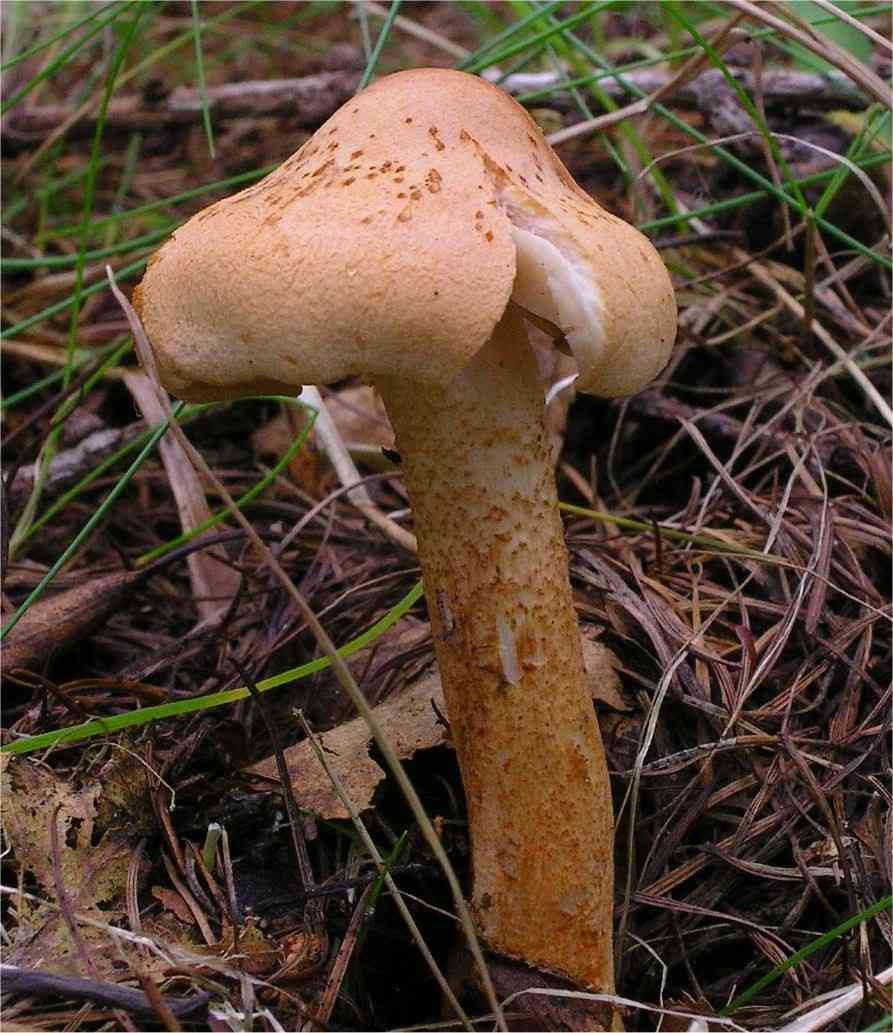 Larch knight (Tricholoma psammopus) thumbnail 1
