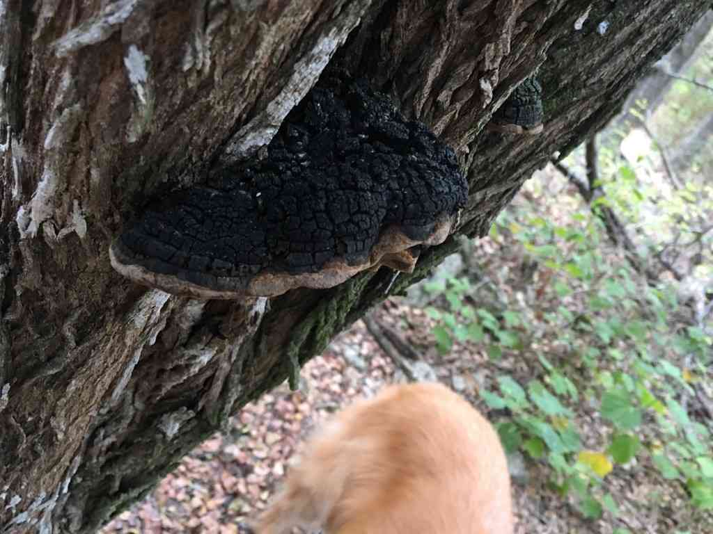 Phellinus everhartii (Phellinus everhartii) thumbnail 2