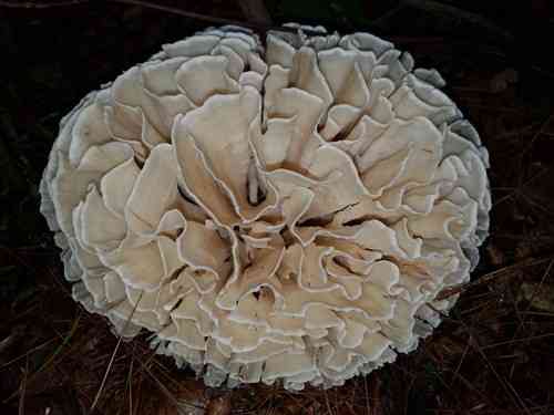 Eastern cauliflower mushroom (Sparassis spathulata) thumbnail 2