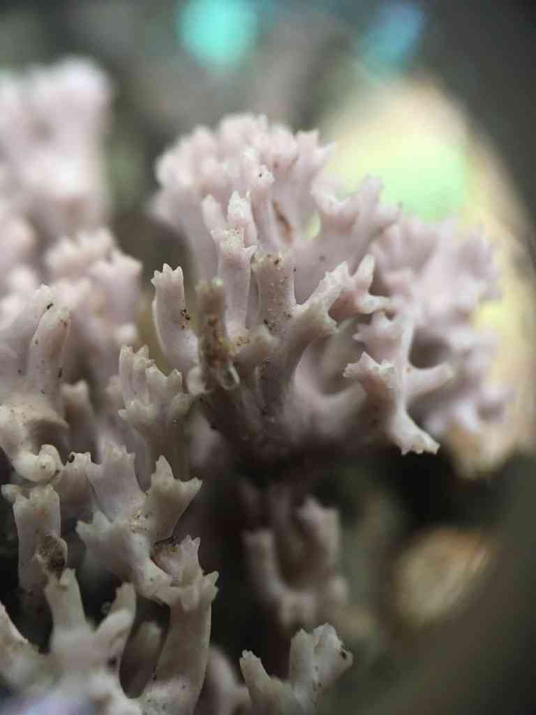 Ramaria fumigata (Ramaria fumigata) thumbnail 1