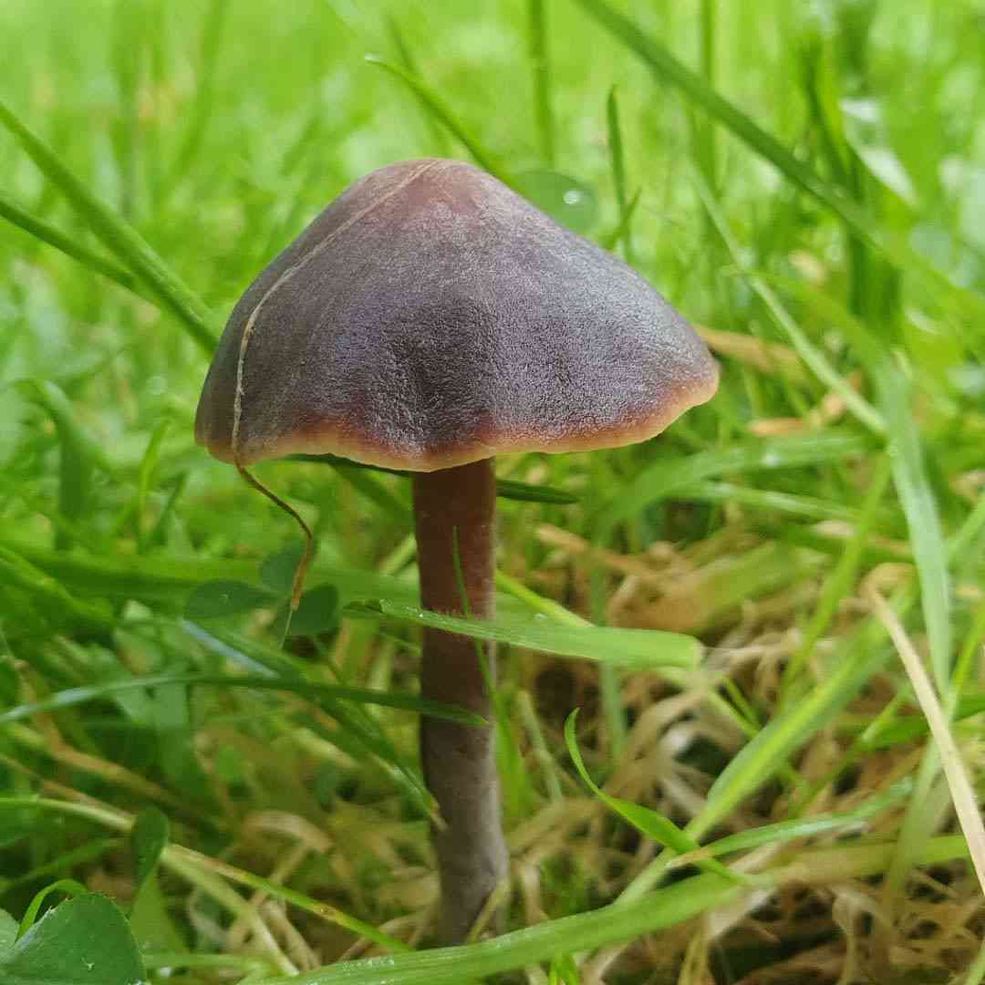 Cucumber cap