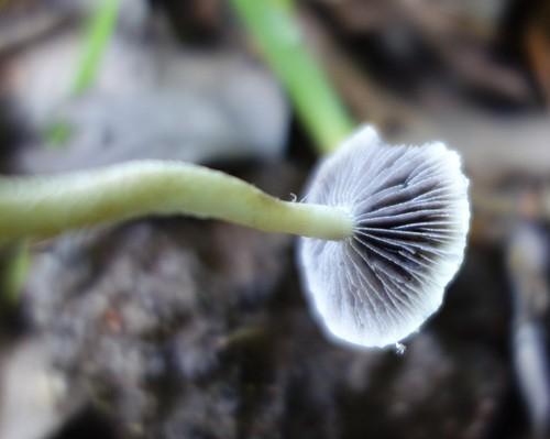 Leratiomyces percevalii thumbnail 3