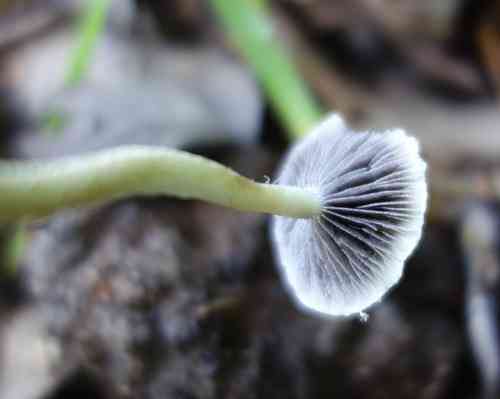 Leratiomyces percevalii (Leratiomyces percevalii) thumbnail 3