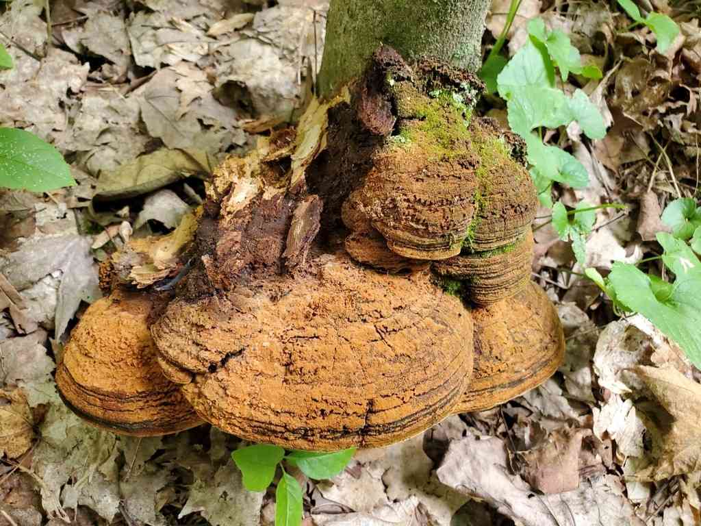 Phellinus everhartii (Phellinus everhartii) thumbnail 1