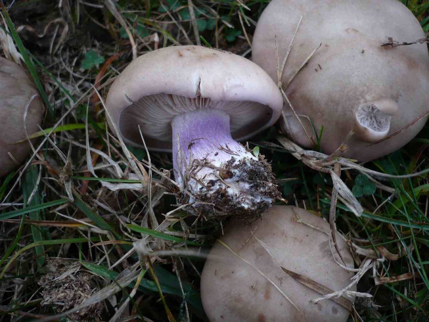 Field blewit
