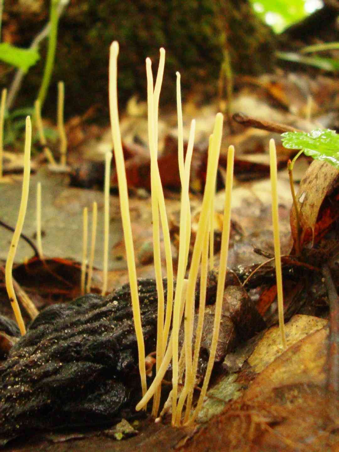 Slender club (Macrotyphula juncea) thumbnail 1