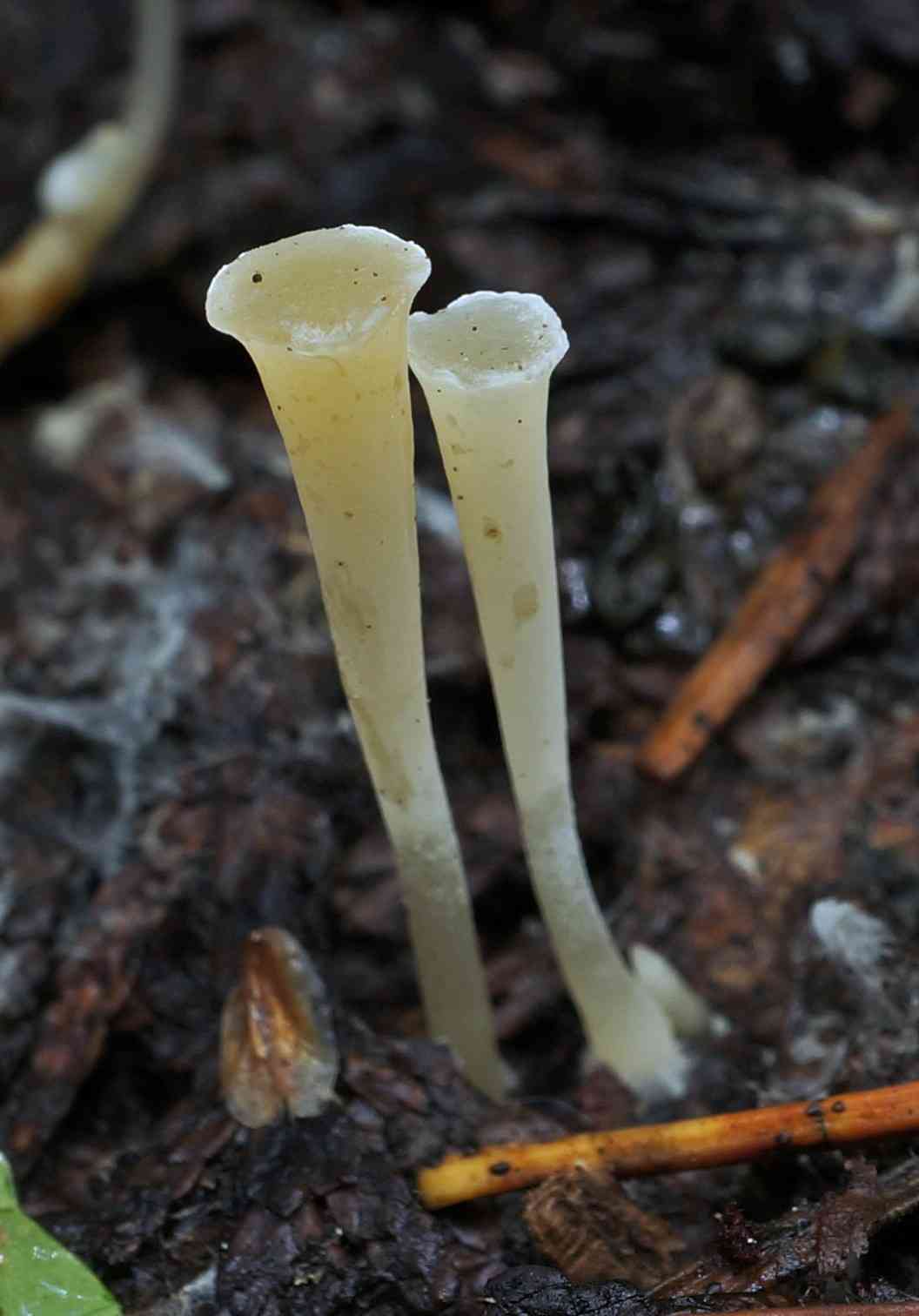 Yew club (Clavicorona taxophila) thumbnail 2