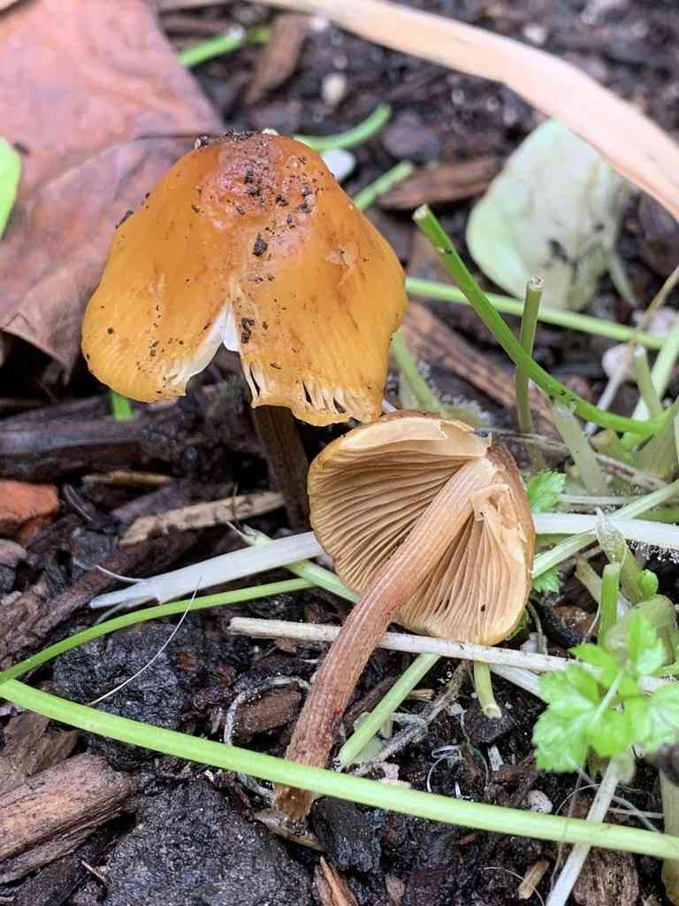 Concybe aurea (Conocybe aurea) thumbnail 3