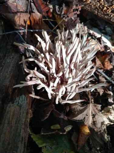 Smoky spindles (Clavaria fumosa) thumbnail 2