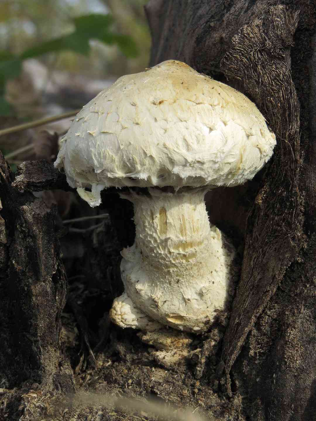 Hemipholiota populnea
