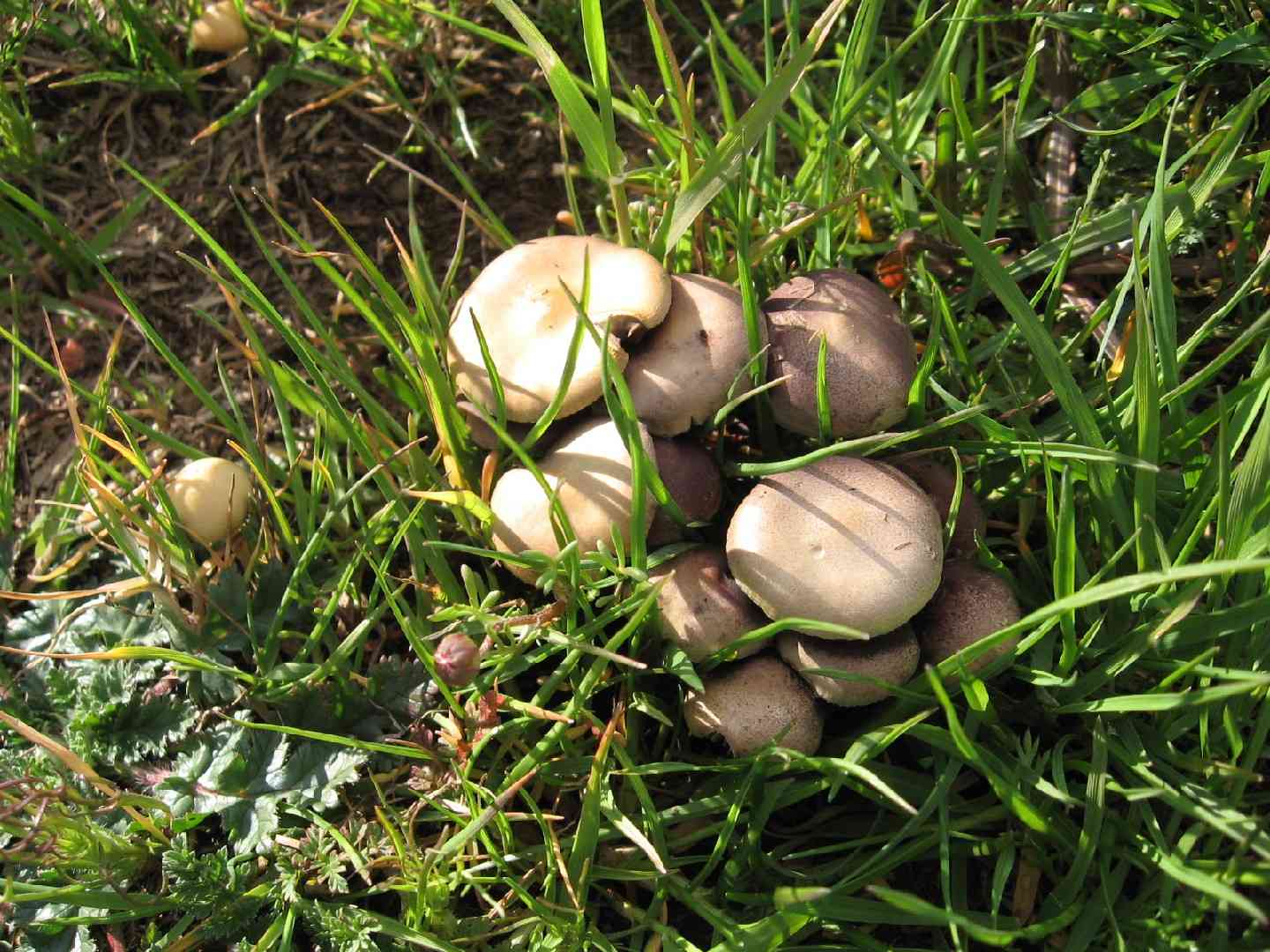 Deconica merdaria (Deconica merdaria) thumbnail 3