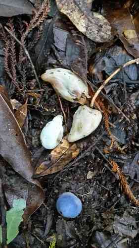 Clavogaster virescens (Clavogaster virescens) thumbnail 2