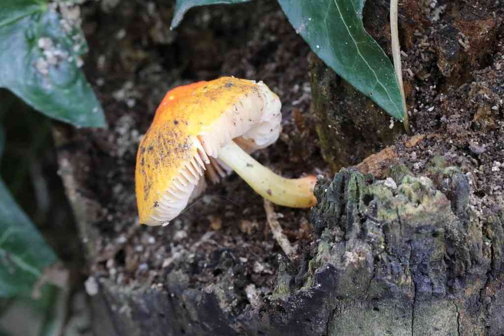 Flame shield (Pluteus aurantiorugosus) thumbnail 3