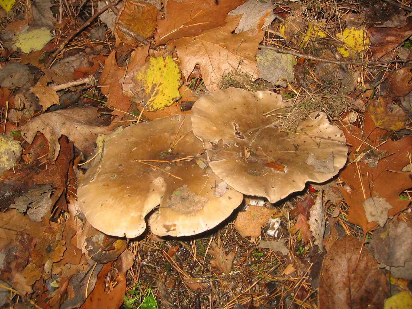 Flowery blewit (Lepista irina) thumbnail 3