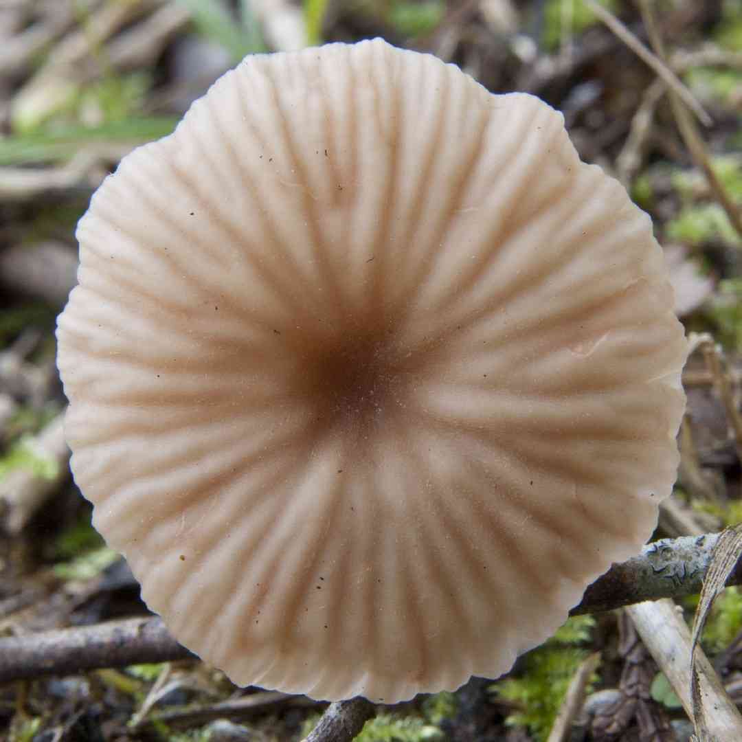 Laccaria vinaceoavellanea (Laccaria vinaceoavellanea) thumbnail 1