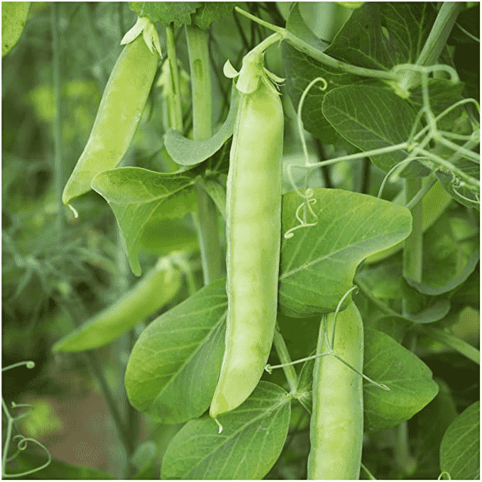 Garden pea