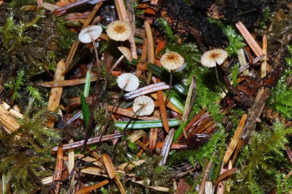 Crinipellis piceae (Crinipellis piceae) thumbnail 1