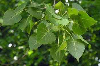 Eastern cottonwood