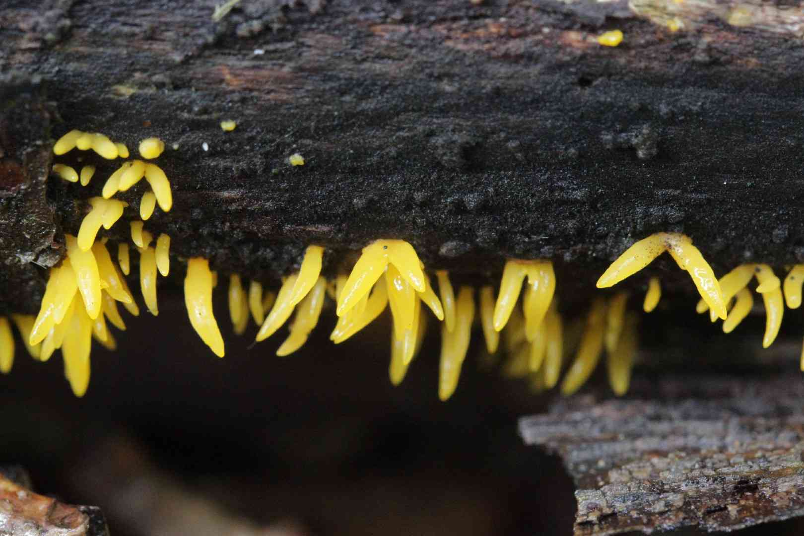 Small stagshorn (Calocera cornea) thumbnail 3