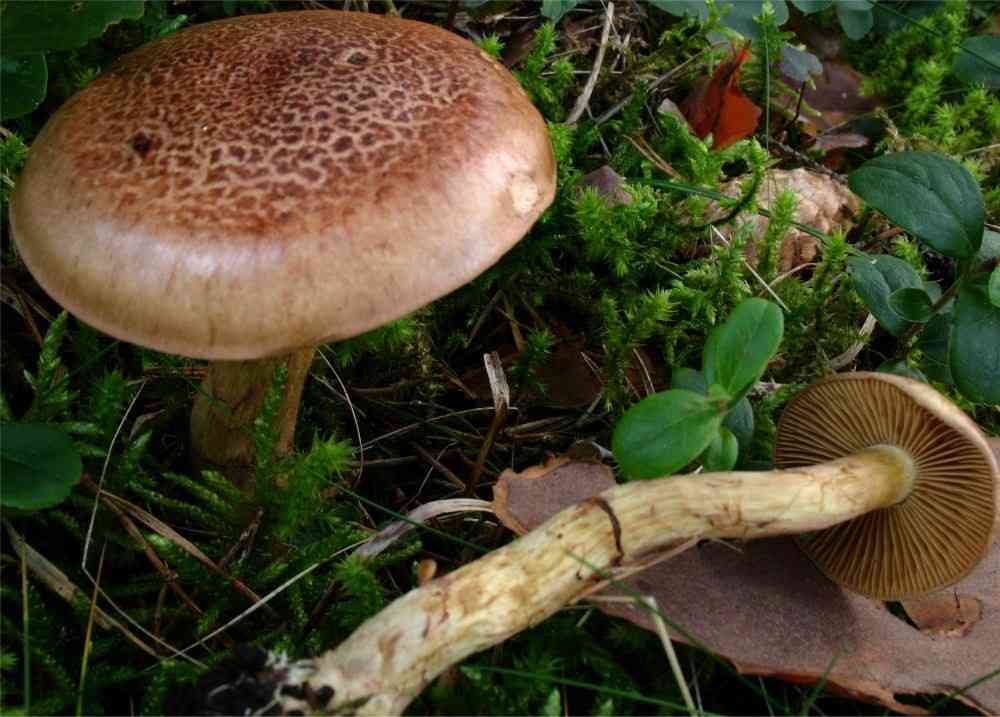 Cortinarius mussivus (Cortinarius mussivus) thumbnail 1