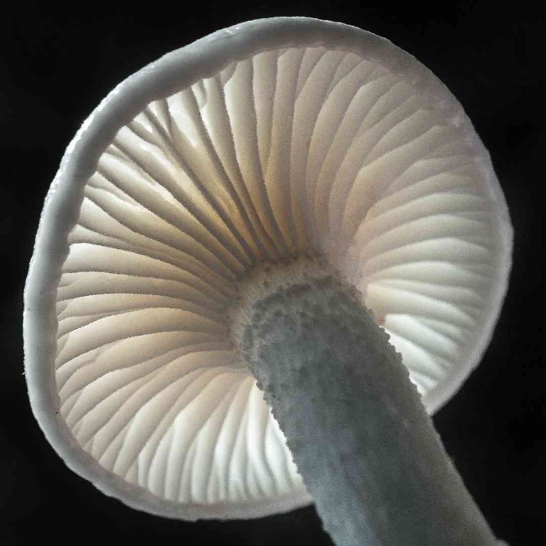 Hygrophorus cossus (Hygrophorus cossus) thumbnail 3