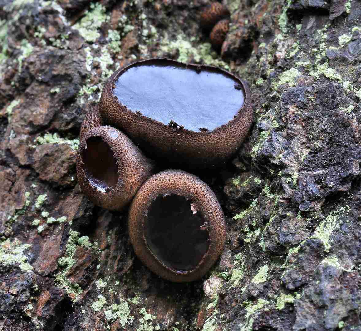 Black bulgar (Bulgaria inquinans)