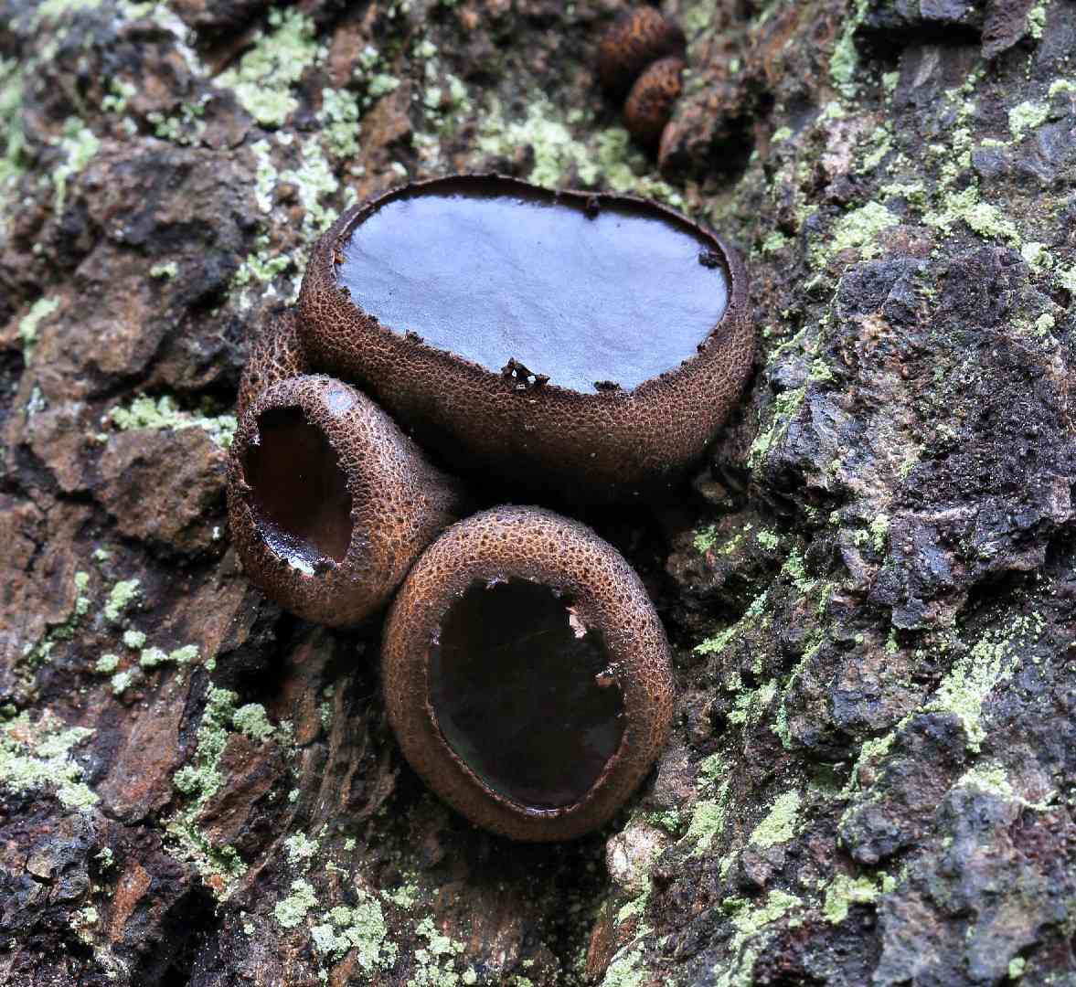 Black bulgar (Bulgaria inquinans) thumbnail 1