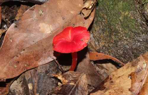 Scarlet hood (Hygrocybe coccinea) thumbnail 3