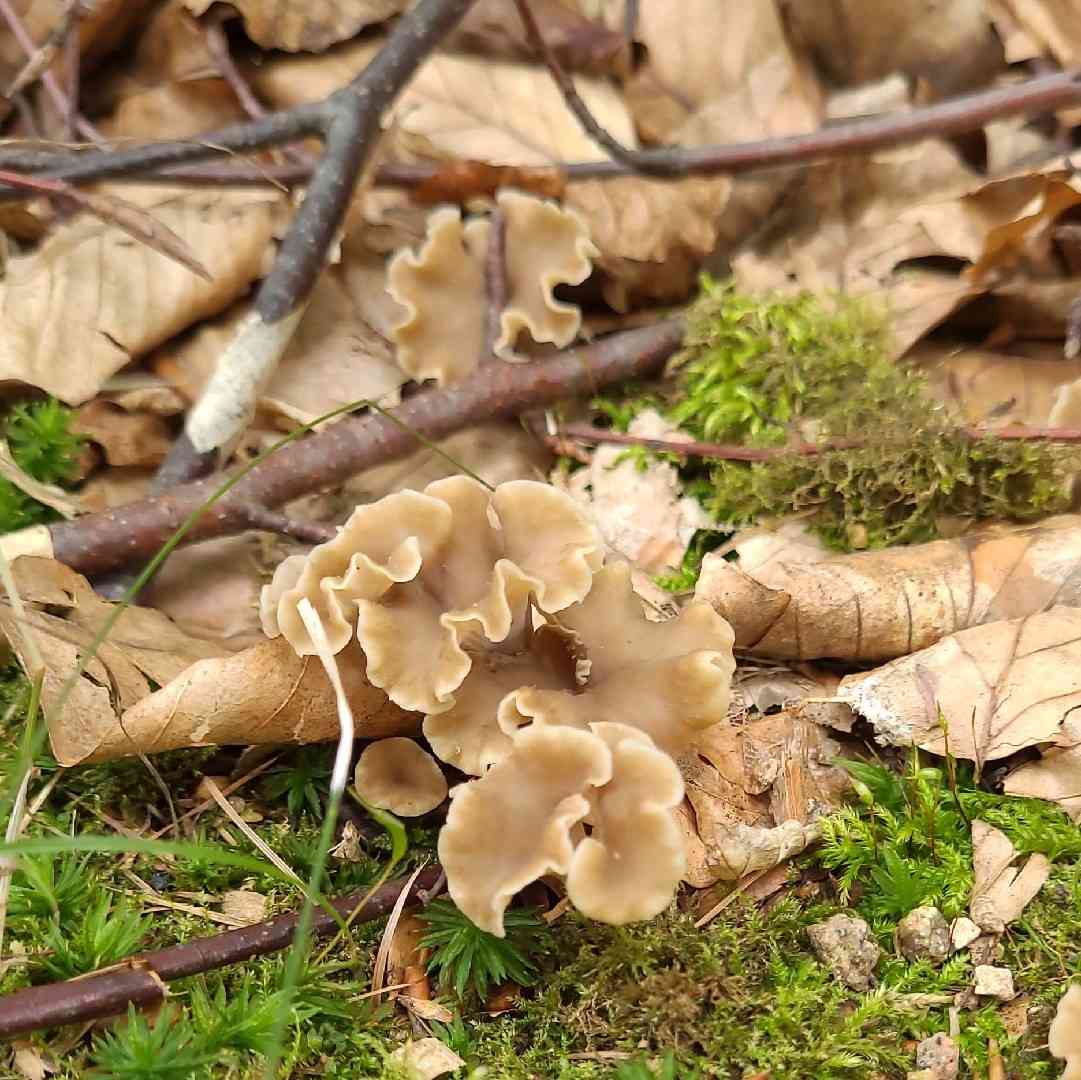 Sinuous chanterelle (Pseudocraterellus undulatus) thumbnail 1
