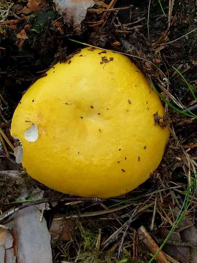 Yellow swamp russula (Russula claroflava) thumbnail 2
