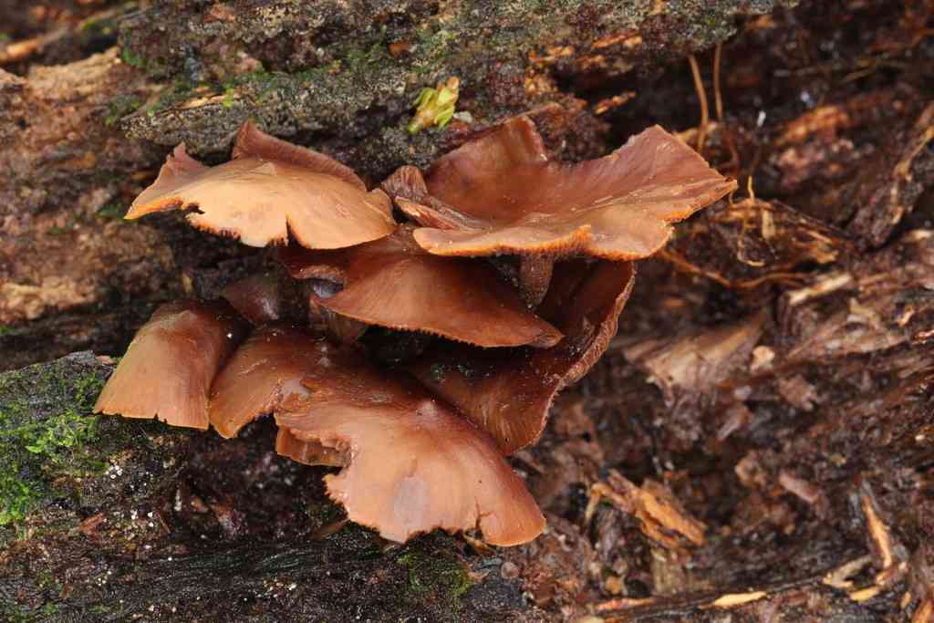 Psilocybe yungensis (Psilocybe yungensis) thumbnail 3